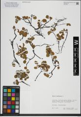 Foto von Salix herbacea L.